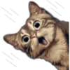 Cute Cats 2 11