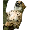 Кошачьи 3 5