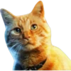 Cute Cats 2 12