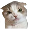 Cute Cats 2 13