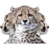 Кошачьи 3 6