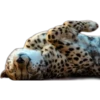Кошачьи 3 7