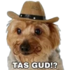 Perrito con sombrero 6