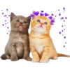 Cute Cats 2 15
