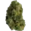दवाओं 18