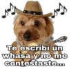 Perrito con sombrero 10