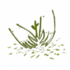 Flora peruana 7