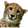 Кошачьи 3 10