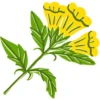 Flora peruana 8