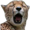 Кошачьи 3 11