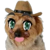 Perrito con sombrero 14