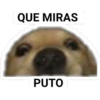 Perro Carita 5