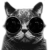 Cute Cats 2 25