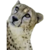 Кошачьи 3 12