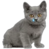 Cute Cats 2 26