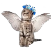 Cute Cats 2 27