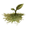 Flora peruana 10