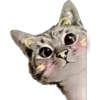 Cute Cats 2 28
