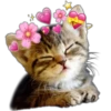 Cute Cats 2 29