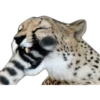 Кошачьи 3 13