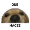 Perro Carita 6
