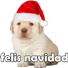 PERRITO PACK 13 5