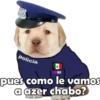 PERRITO PACK 13 6