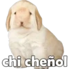 chi cheñol