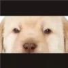 PERRITO PACK 10 6