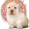 PERRITO PACK 13 7