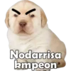 Nodarrisa
kmpeon