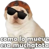 PERRITO PACK 4 5