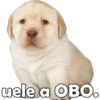 PERRITO PACK 4 6