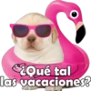 PERRITO PACK 13 10