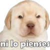 PERRITO PACK 4 8