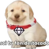 PERRITO PACK 13 12