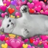 Amorcitos 15