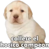 callese el
hocico campeon