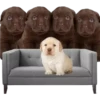 PERRITO PACK 13 14