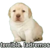 Perros 5