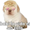 PERRITO PACK 4 12