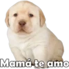 Mamá te amo