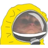 л