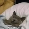 Amorcitos 17
