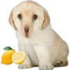 PERRITO PACK 13 16