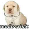 Perros 8