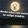 PERRITO PACK 13 19