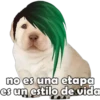 PERRITO PACK 13 21