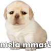 mela mmasi