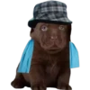 PERRITO PACK 13 22